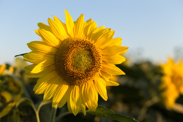 Slunečnice proti modré obloze - Fotografie, Obrázek