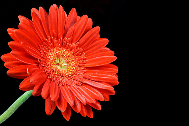 rode gerbera daisy - Foto, afbeelding