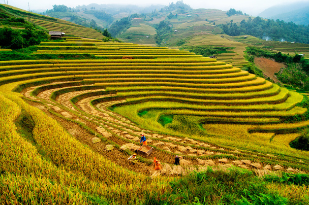 Rizières en terrasses de Mu Cang Chai, YenBai, Vietnam
. - Photo, image