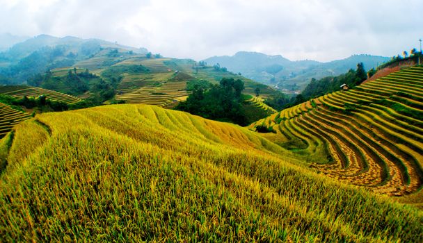 Campos de arroz en terrazas de Mu Cang Chai, YenBai, Vietnam
. - Foto, Imagen