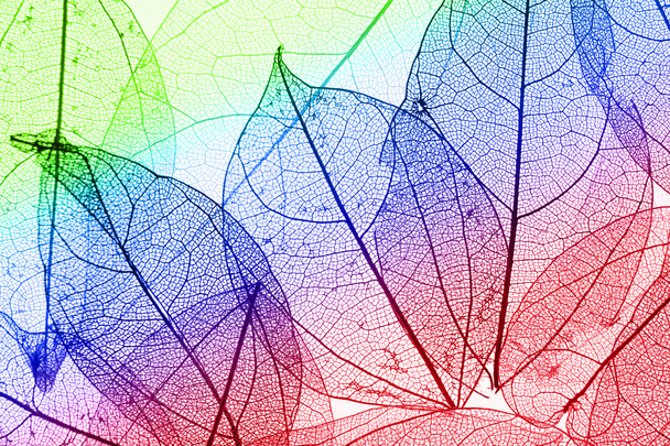 Multicolor decorative skeleton leaves - Photo, Image