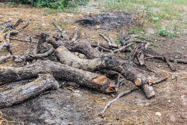 Firewood - Photo, Image
