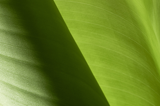 Banana leaves - Photo, Image