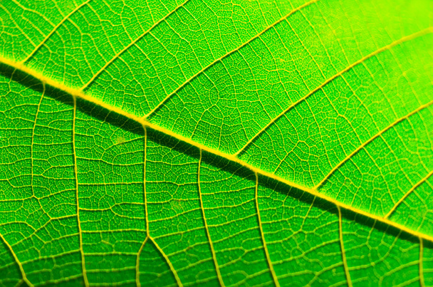 Lush green leaf background - Foto, afbeelding