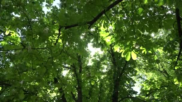 hojas de conker verde fresco en el sol de primavera
 - Metraje, vídeo