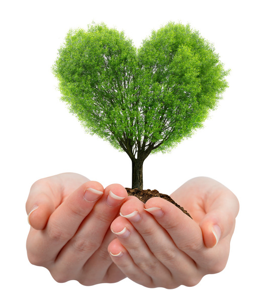 growing tree in the shape heart in hand - Photo, Image