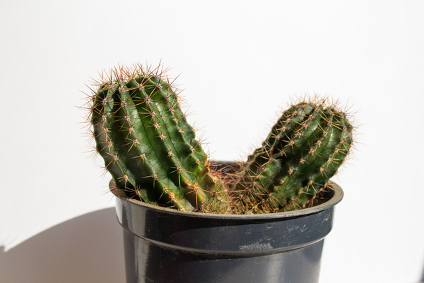 Par de cactus en olla
 - Foto, imagen