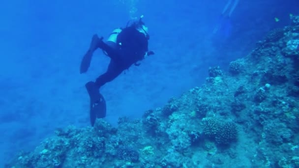 Scuba Diver at Tropical Reef - Footage, Video