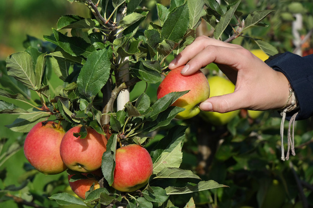 Apple harvest - Photo, Image