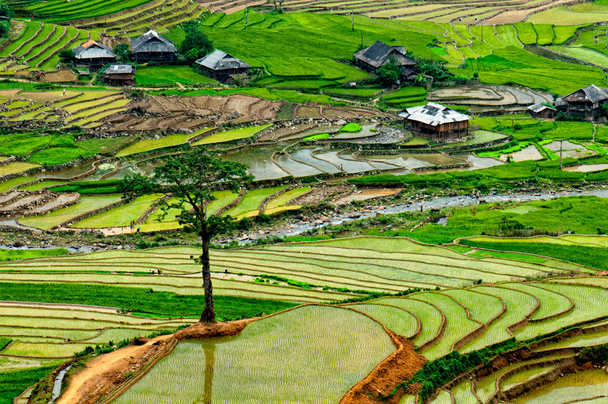 Rýžových polí na terasové Mu Cang Chai, Yenbai, Vietnam. - Fotografie, Obrázek