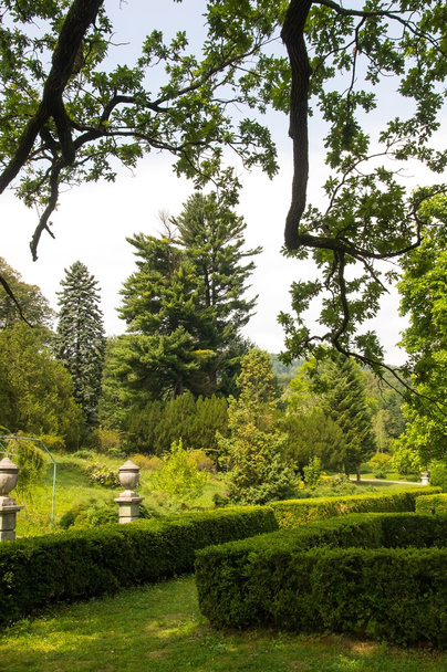 Park with clipped shrubs - Fotografie, Obrázek