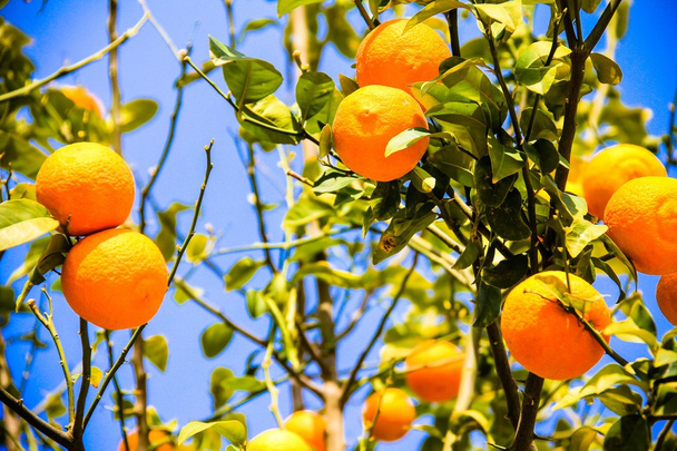 Oranger aux fruits mûrs au soleil. Plan horizontal
 - Photo, image