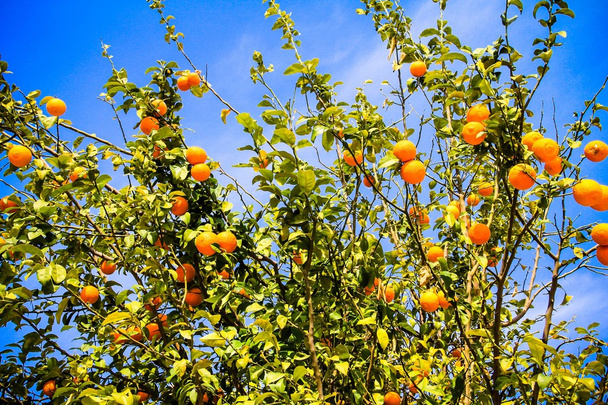 pomerančovníku s zralé plody v slunečním světle. horizontální záběr - Fotografie, Obrázek