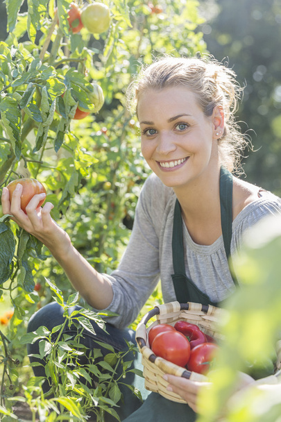 young woman gardening in kitchen garden - Fotografie, Obrázek