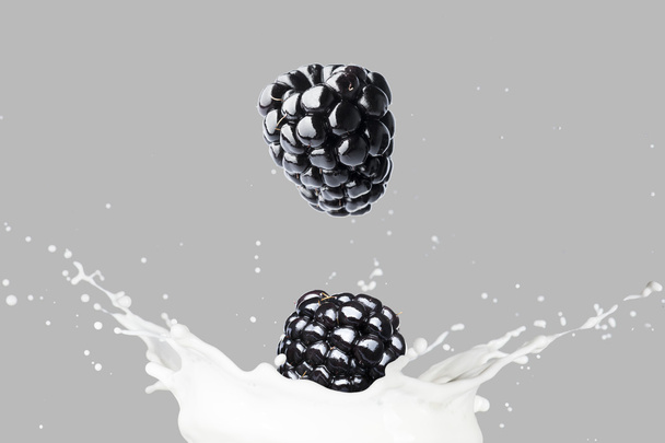 Blackberries Falling On Milk Splash - Fotoğraf, Görsel