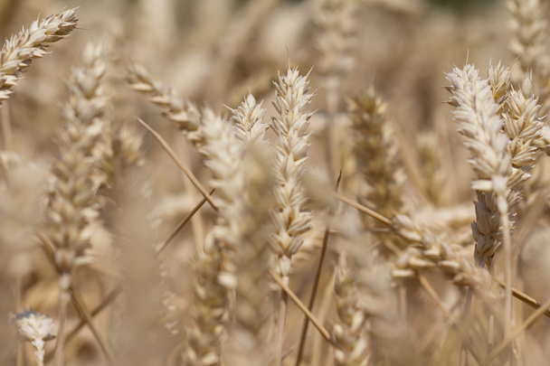 Muchas plantas de trigo en otoño listas para cosechar
 - Foto, Imagen