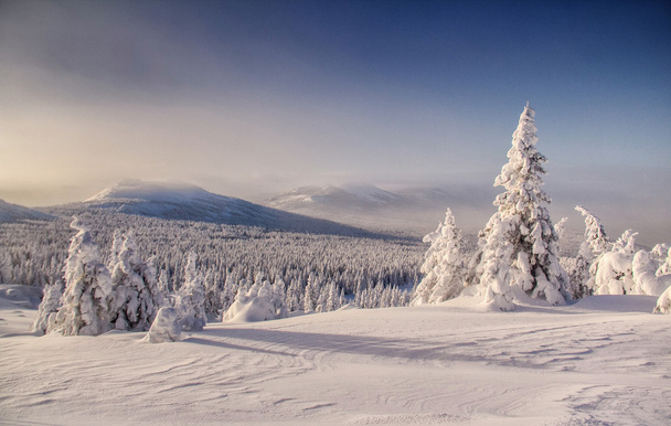Paisagem de inverno com neve coberta de árvores
 - Foto, Imagem