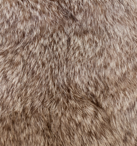 Macro animal Hair - Photo, Image