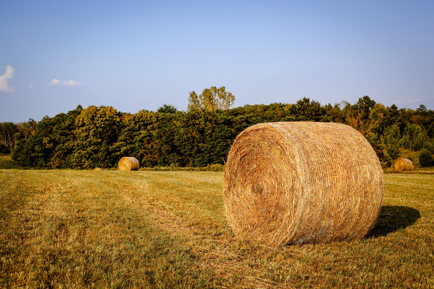 fardos de heno en un campo de Kentucky
 - Foto, Imagen