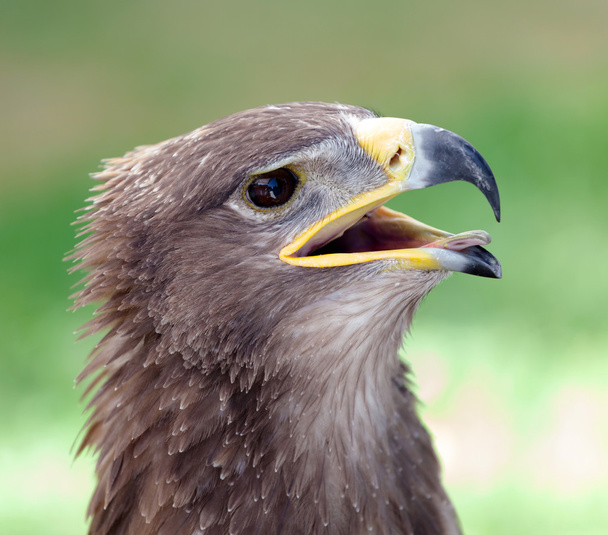 Золотий орел крупним планом
 - Фото, зображення