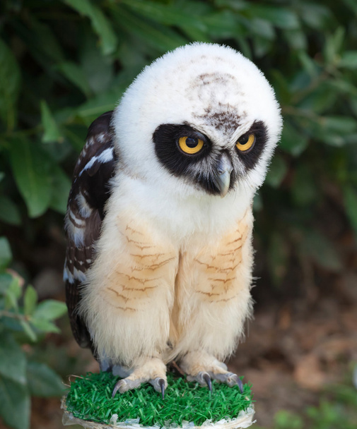 Portrait of Spectacled Owl - Photo, Image