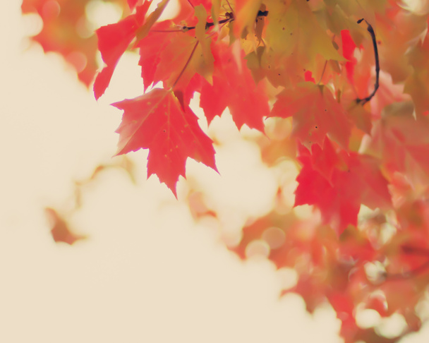 színes őszi fa levelei - Fotó, kép