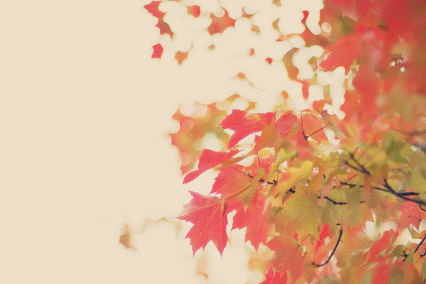 színes őszi fa levelei - Fotó, kép