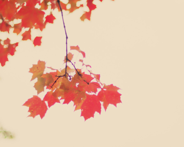 Foglie colorate dell'albero autunnale
 - Foto, immagini