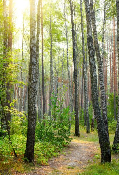 Birch trees in a summer forest - Foto, afbeelding