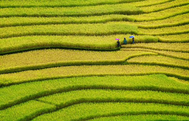 Campi di riso a terrazze di Mu Cang Chai, YenBai, Vietnam
. - Foto, immagini