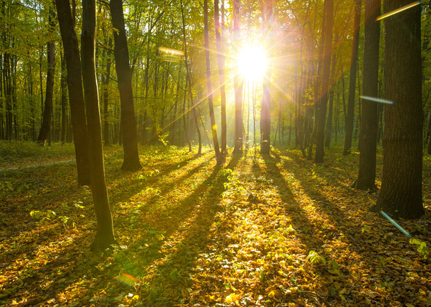 autumn forest - Photo, Image