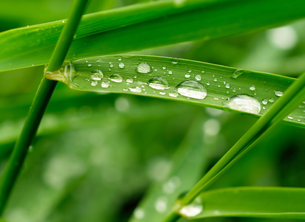 Green grass with raindrops - Fotoğraf, Görsel