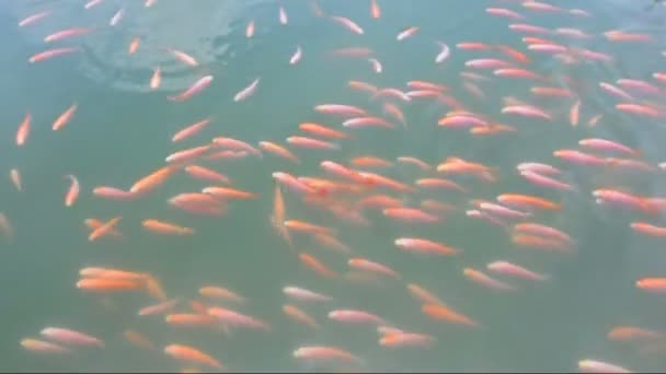 tilapia Nilu w stawie fishs gospodarstw - Materiał filmowy, wideo