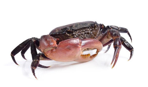 crabe sur fond blanc - Photo, image