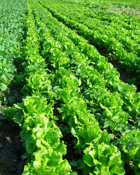 Lettuce plant in field - Photo, Image