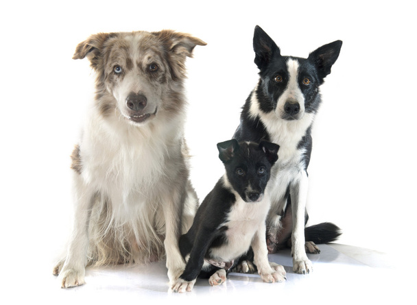 famaily border collie - Foto, afbeelding