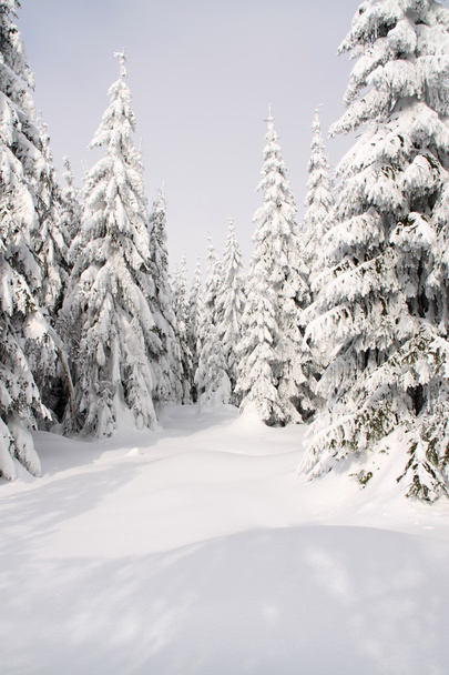 Δάσος στη μέση του χειμώνα - Φωτογραφία, εικόνα