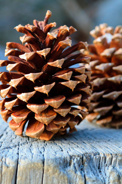 Pine Cones - Photo, Image