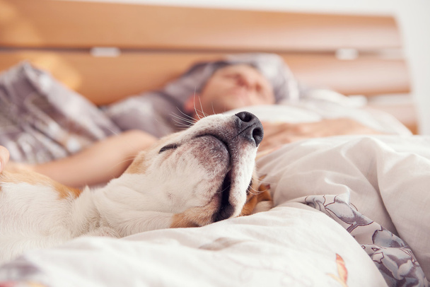 beagle snout in his owner bed - Fotó, kép