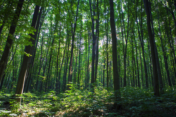 beautiful green forest - Fotoğraf, Görsel