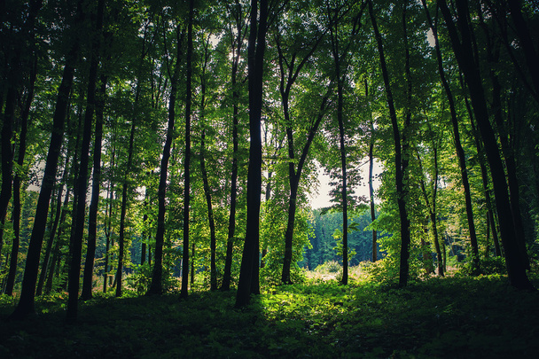Hermoso bosque verde
 - Foto, imagen