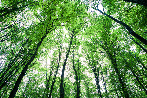 forest trees - Fotoğraf, Görsel