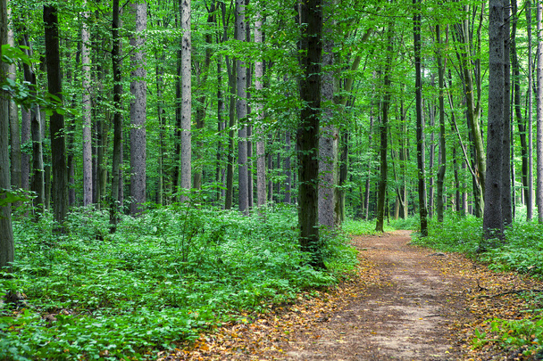 beautiful green forest - Fotoğraf, Görsel