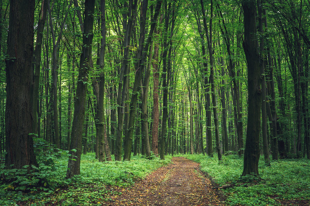 beautiful green forest - Valokuva, kuva