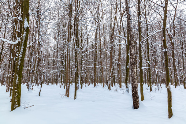 Winter landscape. Trees covered with snow - Fotó, kép