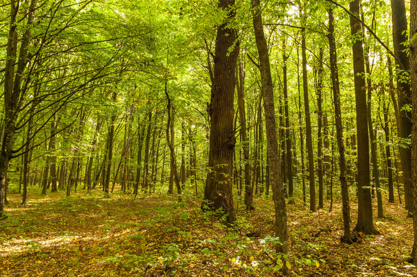 Осенний лиственный лес в солнечный день
 - Фото, изображение