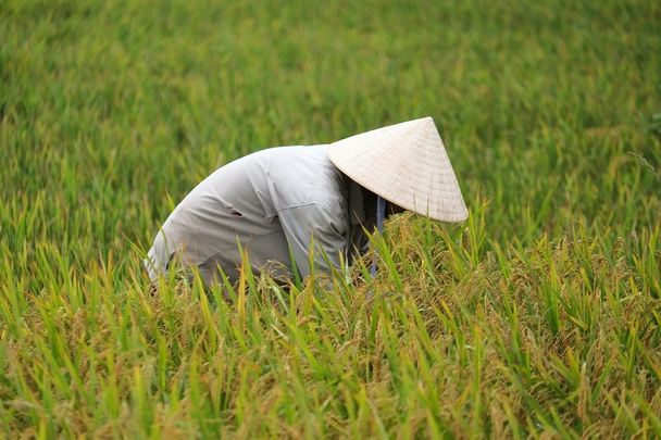 Orada alan Vietnam çiftçi havesting pirinç. - Fotoğraf, Görsel