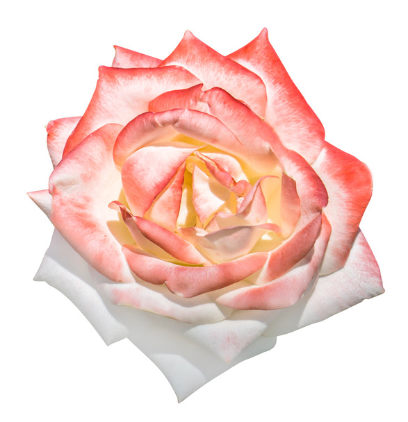 Rosa blanca y rosa tierna flor macro aislado en blanco
 - Foto, Imagen