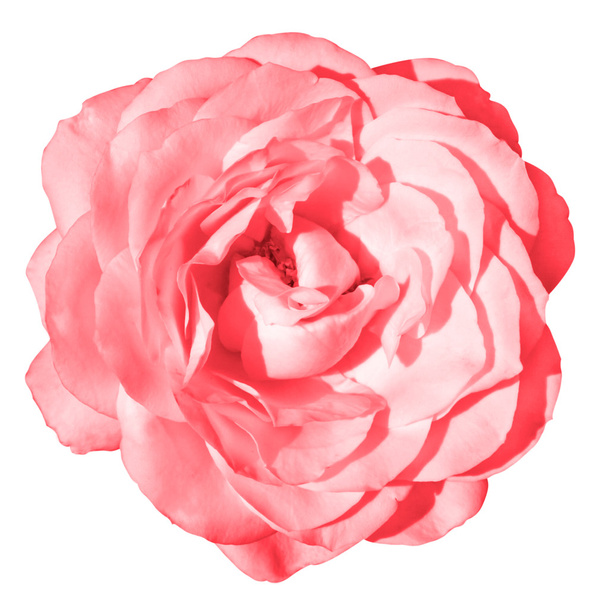 白で隔離酸ピンク バラの花マクロ - 写真・画像