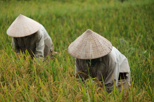 Vietnami termelő havesting rizs ott mező. - Fotó, kép